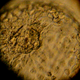 Image for article titled New Tennessee Law That Criminalizes Harming Embryos Couldn't Possibly Be a Terrible Idea